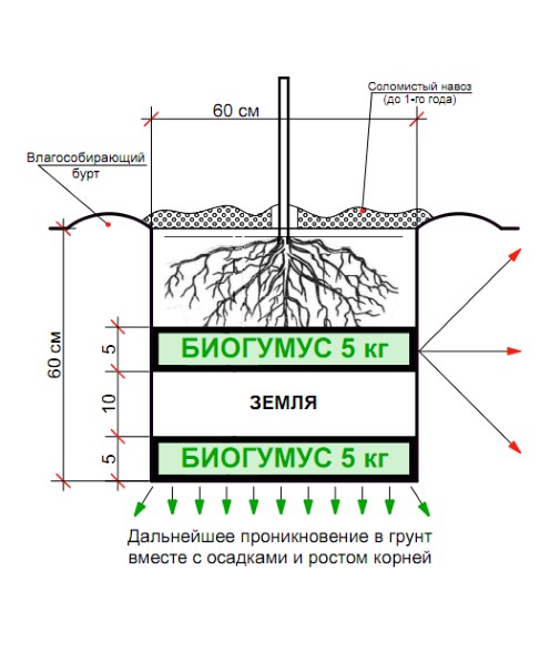 Схема посадкової ями для із застосуванням 10кг мікоризованого біогумусу
